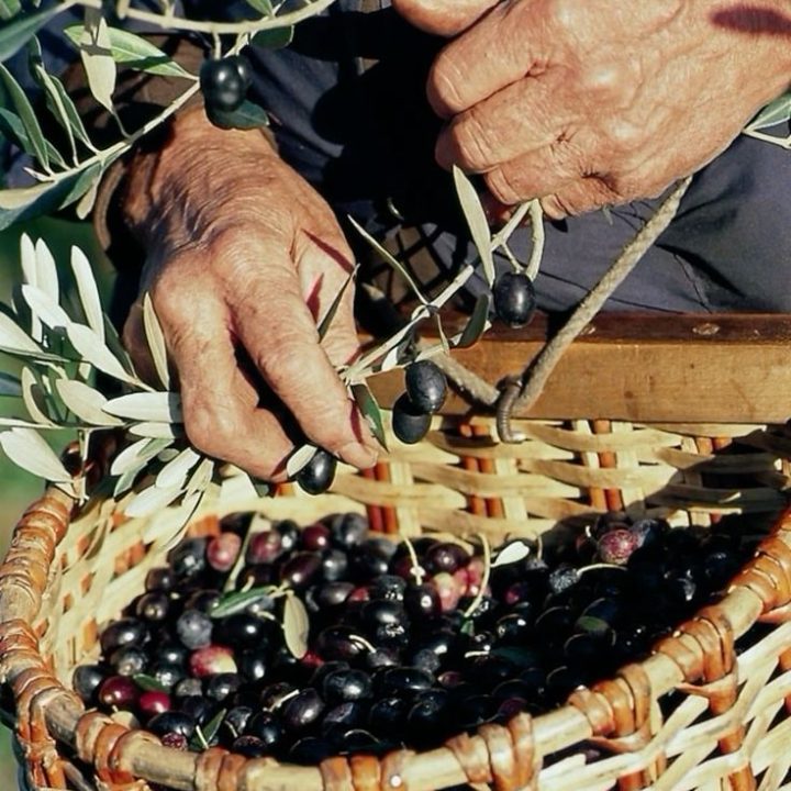 olive-sahli olive-sahli